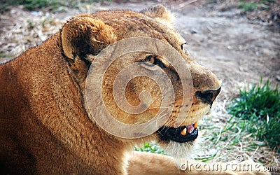 Facial features of African lioness Stock Photo