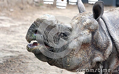 Facial features of Indian rhinoceros or greater one-horned rhinoceros Stock Photo