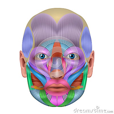 Facial muscles Vector Illustration