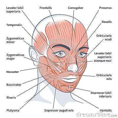 Female facial muscles detailed face anatomy vector illustration Vector Illustration