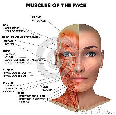 Facial muscles of the female Vector Illustration