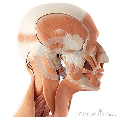 The facial muscles Cartoon Illustration