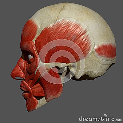 Facial Muscles Stock Photo