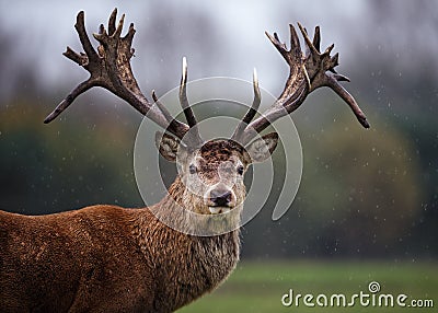 Facial Portrait of Red Deer Stag in Rain Stock Photo