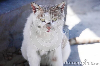 A stray cat with wary eyes. Stock Photo