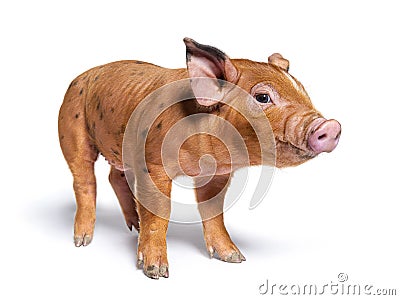 Facing Young pig looking at the camera mixedbreed, isolated Stock Photo