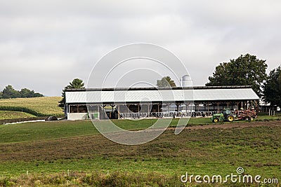 Factory farmed cattle kept in small area and by a feedlot. Editorial Stock Photo