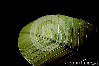 fade leaf Stock Photo