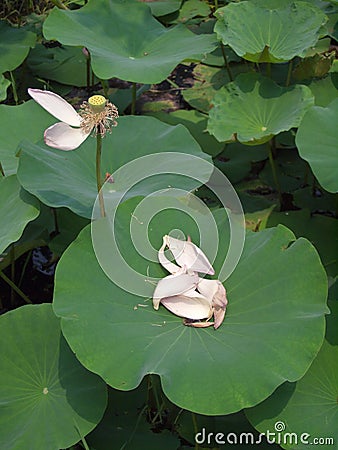 Fade lotus Stock Photo