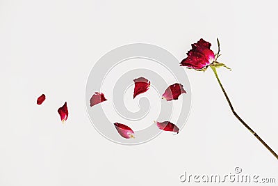 Faded blowing rose flower`s petals, on white background Stock Photo