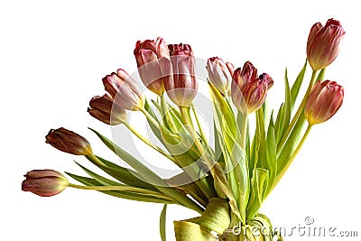 Faded bunch tulips flowers isolated Stock Photo