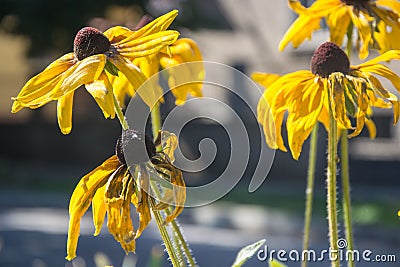 Black-Eyed Susan Rudbeckia Hirta yellow flowers with blurred background. Blooming fade, autumn flower bed, selective focus Stock Photo
