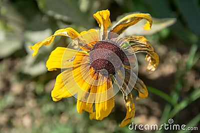 Single Black-Eyed Susan Rudbeckia Hirta yellow flower with blurred background. Blooming fade, autumn flower bed, selective focus Stock Photo