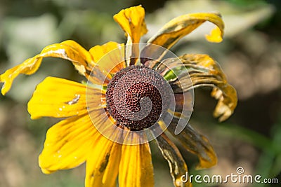 Single Black-Eyed Susan Rudbeckia Hirta yellow flower with blurred background. Blooming fade, autumn flower bed, selective focus Stock Photo