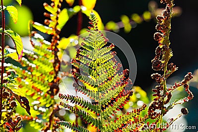 Faded green and brown bracken fern Adlerfarn, Pteridium Aquilinum shimmering glowing in autumn sun - Viersen, Germany Stock Photo