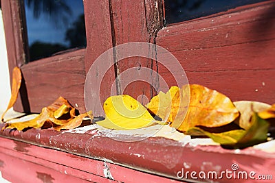 Faded leaf at wooden window Stock Photo