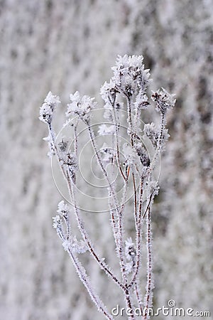 Faded plant covered in ice crystals Stock Photo