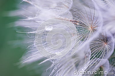 Faded plant Stock Photo