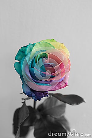 Faded rainbow rose flower symbolize depression or unhappy love or unhappiness. Stock Photo