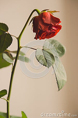 Faded red rose flower on gray background. Old rose flower with leaves . Sad love background. Death and sadness concept. Stock Photo