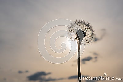 A faded ripe dandelion flower against a gray-golden evening sky. Stock Photo