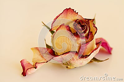 Faded rose Stock Photo