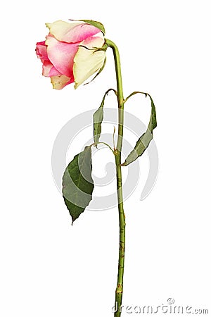 Faded rose on a dry stalk with leaves Stock Photo