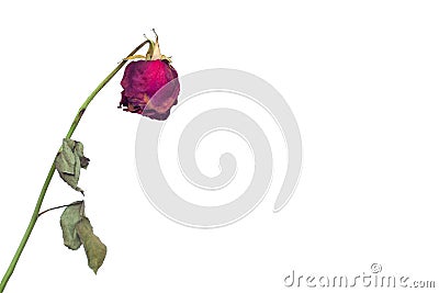 A faded rose flower on a white background concept of fading feelings in love and impotence in men and frigidity in girls Stock Photo