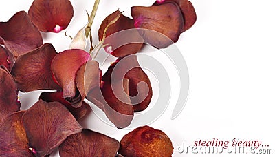 A faded rose petals with a white background Stock Photo