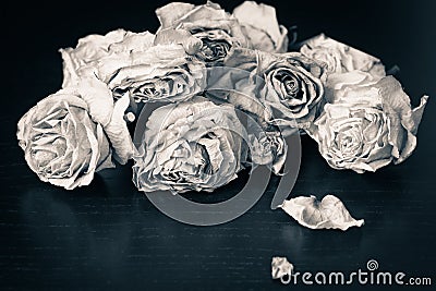 Faded roses Stock Photo