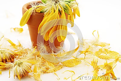 Faded and showered yellow flower Stock Photo