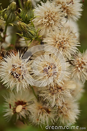 Faded wild dandelion Stock Photo