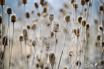 Faded Wild teasels Dipsacus fullonum Stock Photo