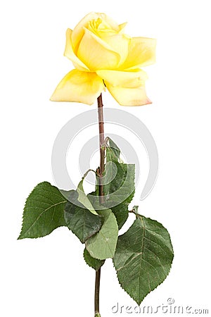 faded yellow roses on white background Stock Photo