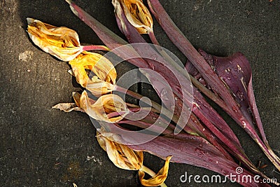 Faded yellow tulip flowers at cemetery. Stock Photo