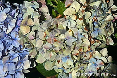 FADING AND DECAYING FLORETS IN A HYDRANGEA FLOWER HEAD Stock Photo