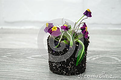 Fading flower in the ground on a gray wooden table against a white loft. Stock Photo