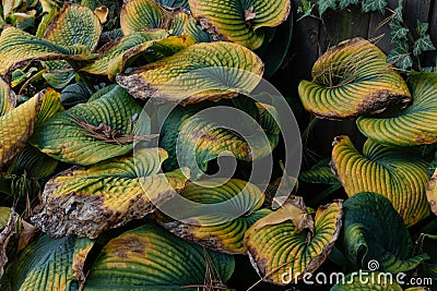 Fading hosta leaves, green turning to gold and brown, autumn garden background Stock Photo
