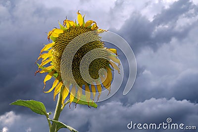 Fading sunflower Stock Photo