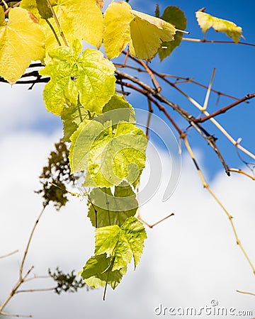 Fading yellow grape leaves on vine Stock Photo