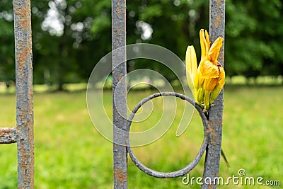 Fading yellow tulip flower inserted into the fence Stock Photo