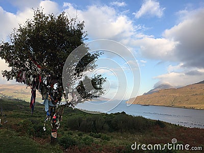 Faerie Tree with Dramatic Clouds over Killary Fjord in Ireland Stock Photo