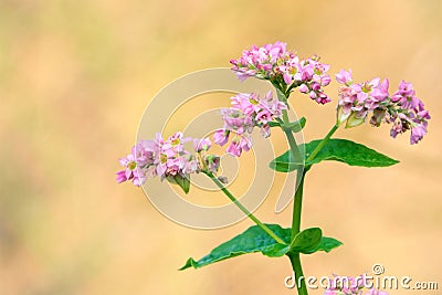 Fagopyrum esculentum Stock Photo