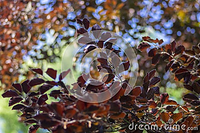 Fagus sylvatica purpurea tree branches, beautiful ornamental beech tree, copper beech with purple leaves Stock Photo