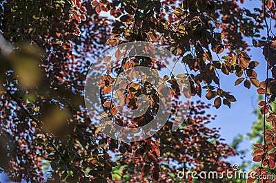 Fagus sylvatica purpurea tree branches, beautiful ornamental beech tree, copper beech with purple leaves Stock Photo