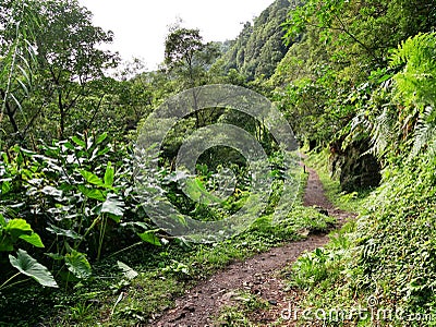 Faial da Terra forest on the island of Sao Miguel in the Azores Stock Photo