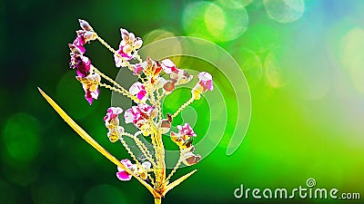 Fair right beautiful purple flowers on abstract blurred green background with natural bokeh abstract and background Stock Photo