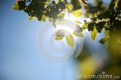 Fairly blur green leaves on tree with soft sun light behide on b Stock Photo