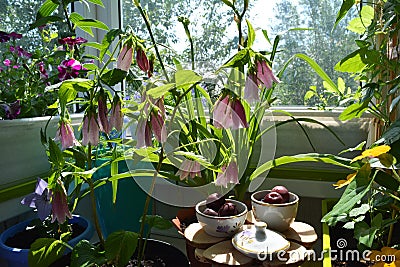 Fairy breakfast with cherries in blooming summer garden. Cute dishware under pink flowers of campanula punctata. Fantasy scene Stock Photo