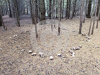 Fairy circle Stock Photo